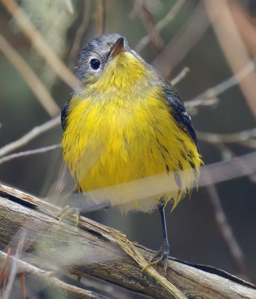 Magnolia Warbler - ML642672075