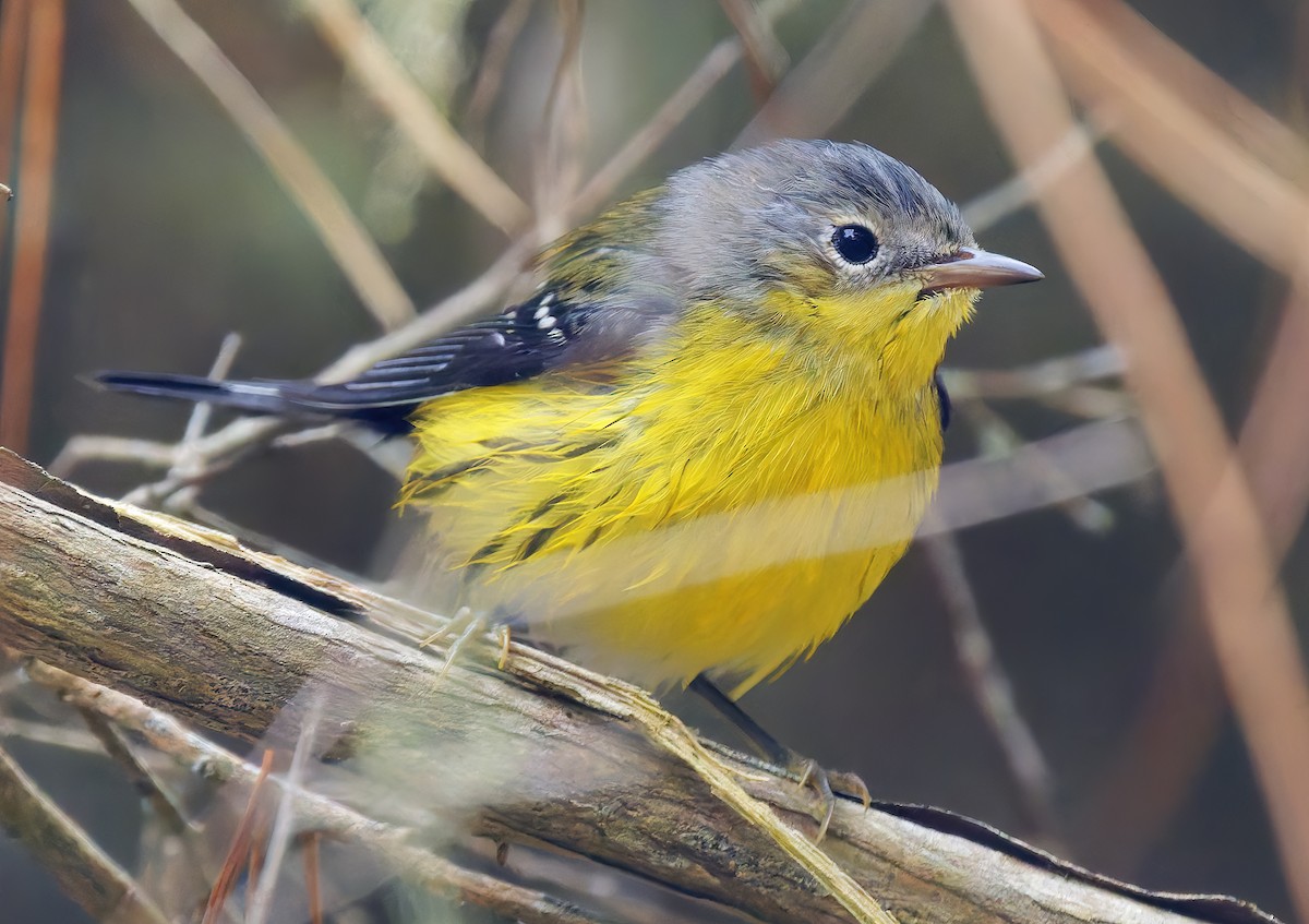 Magnolia Warbler - ML642672076