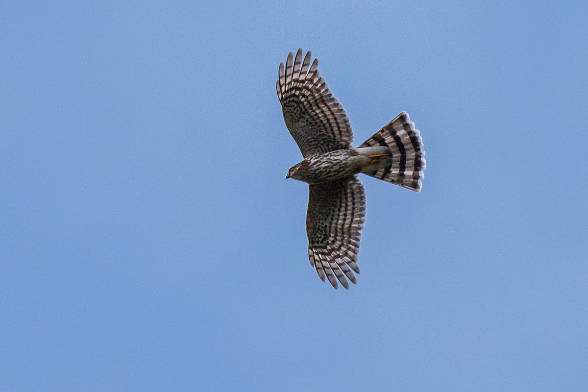 Sharp-shinned Hawk - ML642672077