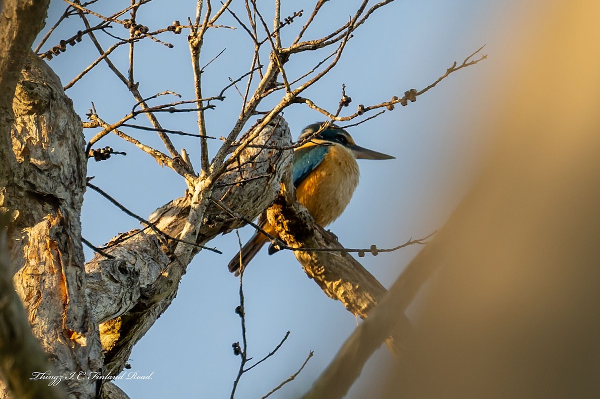 Sacred Kingfisher - ML642672078