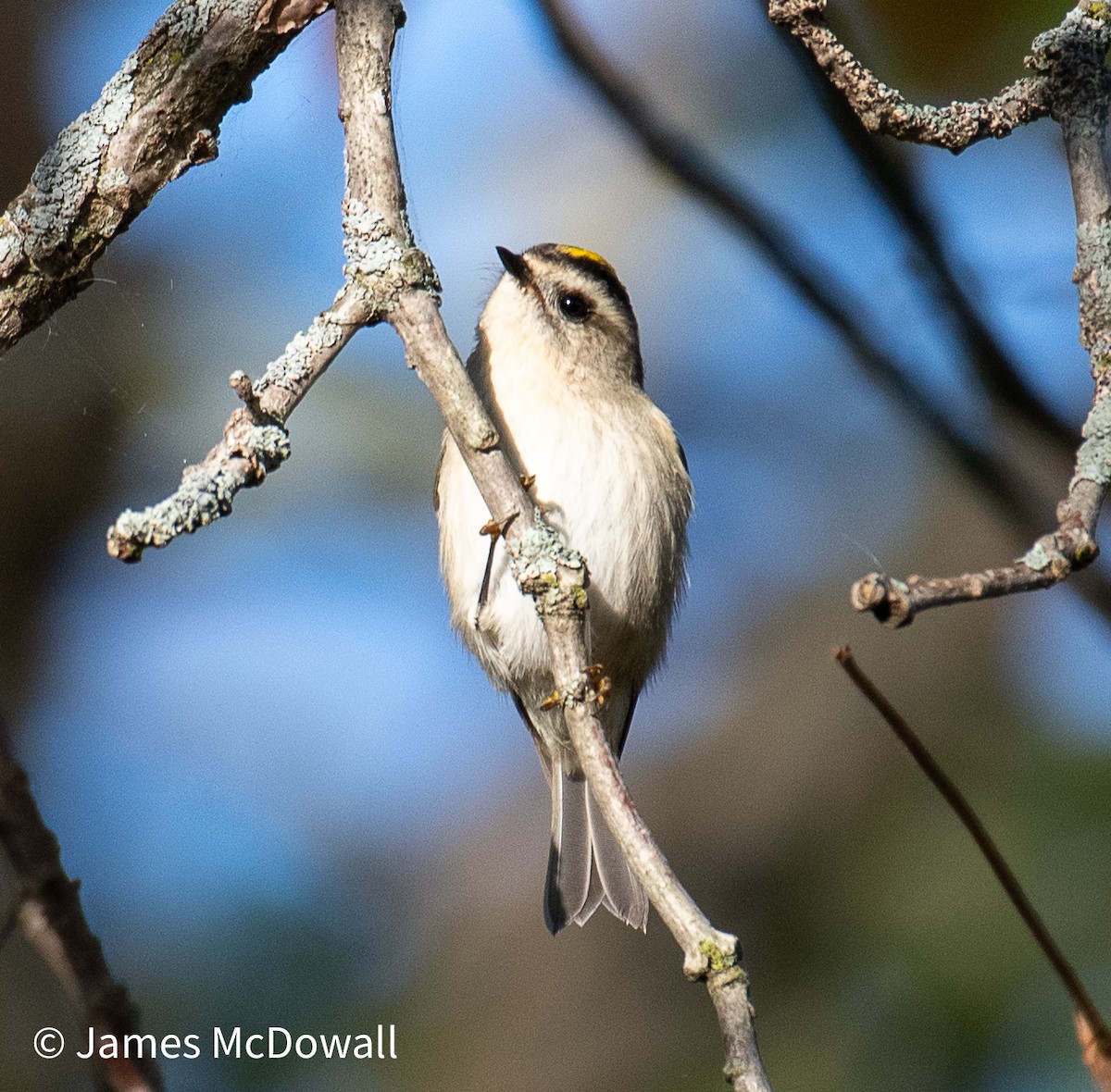 Golden-crowned Kinglet - ML642672079