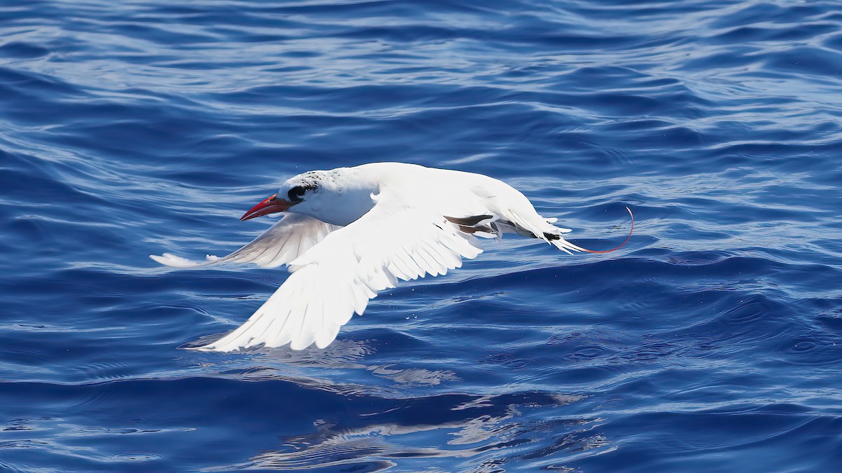 Red-tailed Tropicbird - ML642672080