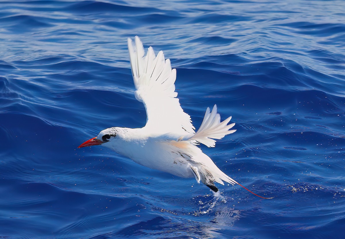 Red-tailed Tropicbird - ML642672081