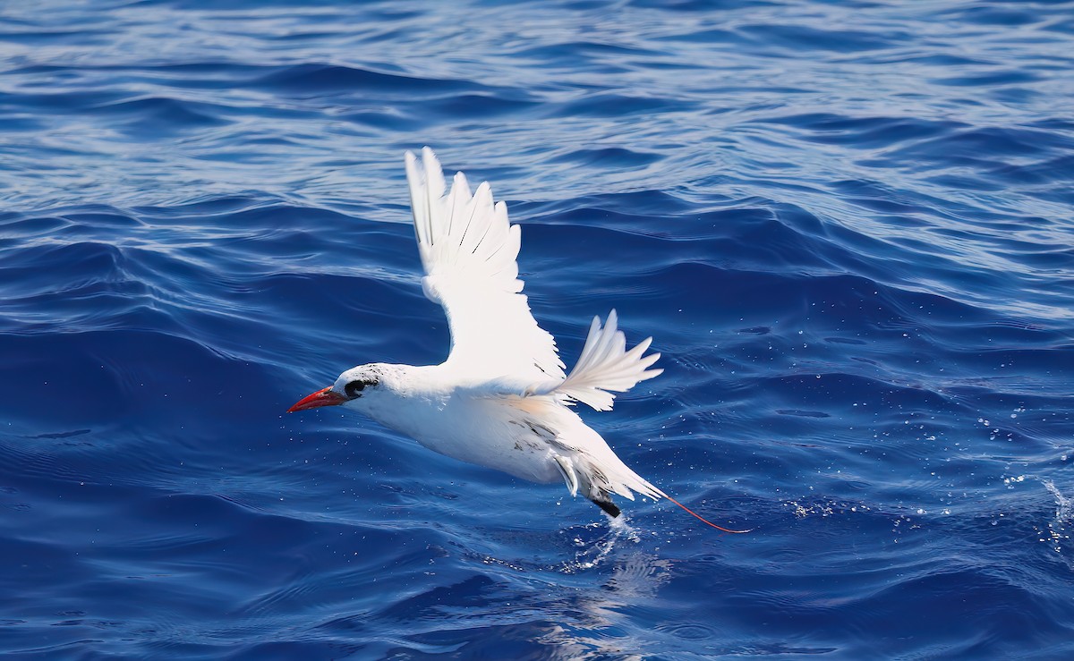 Red-tailed Tropicbird - ML642672082