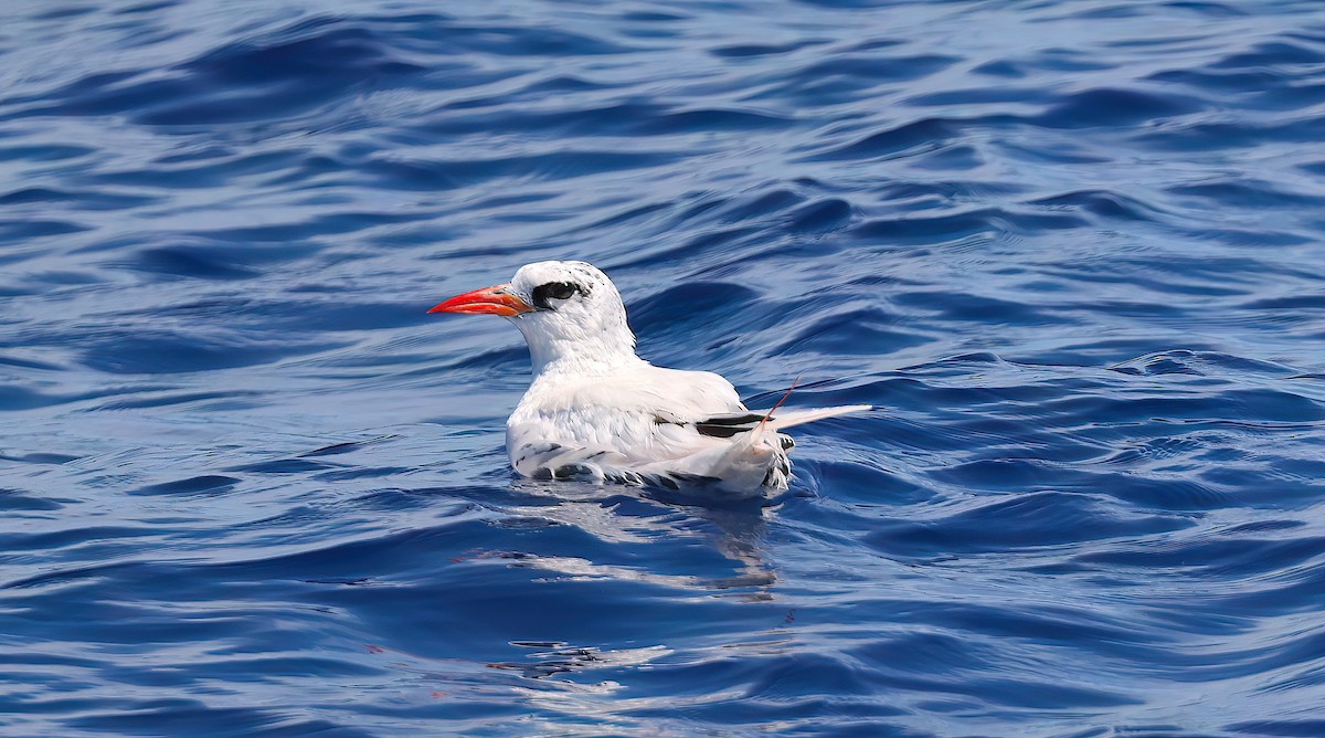 Red-tailed Tropicbird - ML642672083