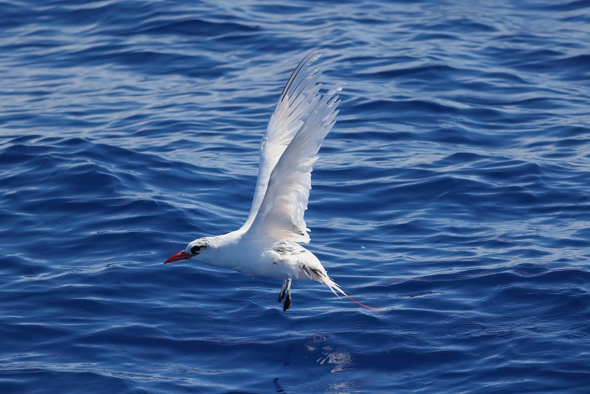 Red-tailed Tropicbird - ML642672084