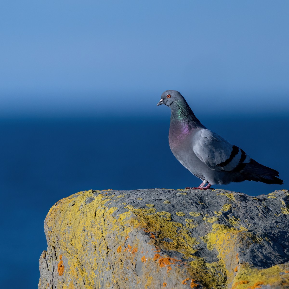 Rock Pigeon (Feral Pigeon) - ML642672085