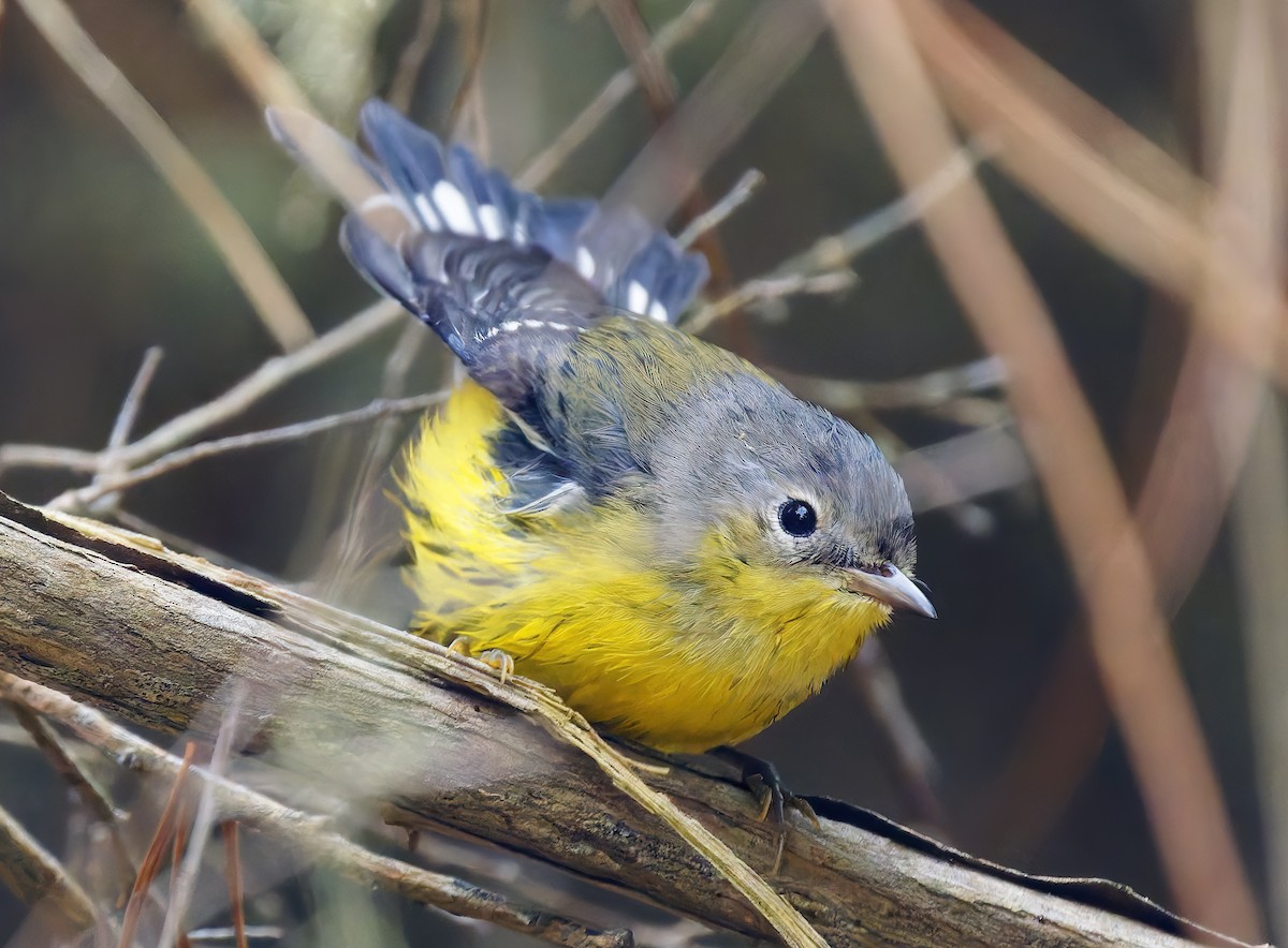 Magnolia Warbler - ML642672086