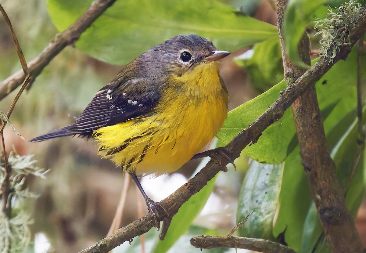 Magnolia Warbler - ML642672087
