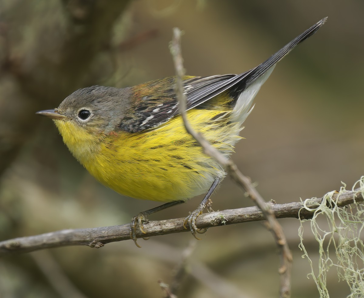 Magnolia Warbler - ML642672088