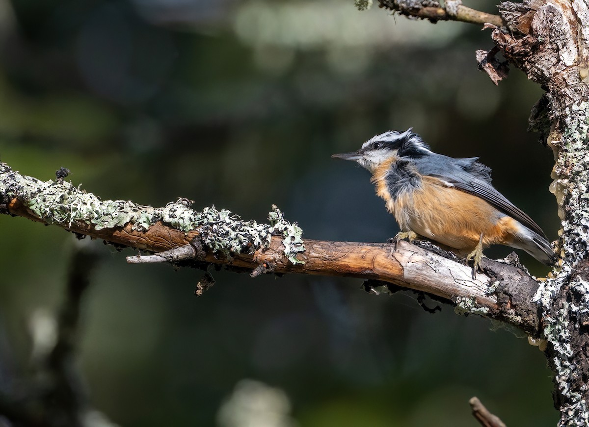 Red-breasted Nuthatch - ML642672090