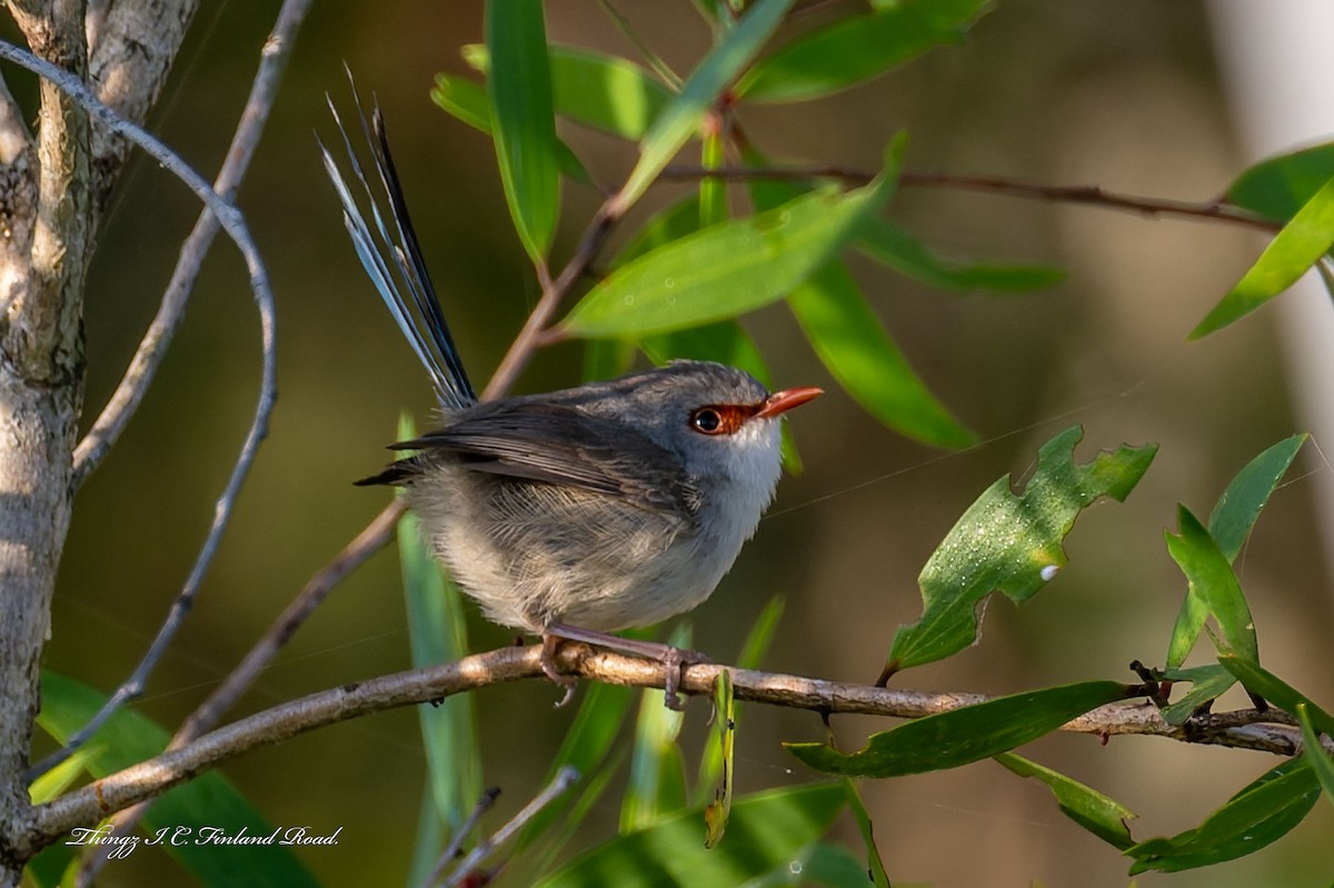 Variegated Fairywren - ML642672091