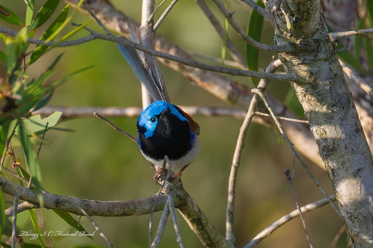 Variegated Fairywren - ML642672092