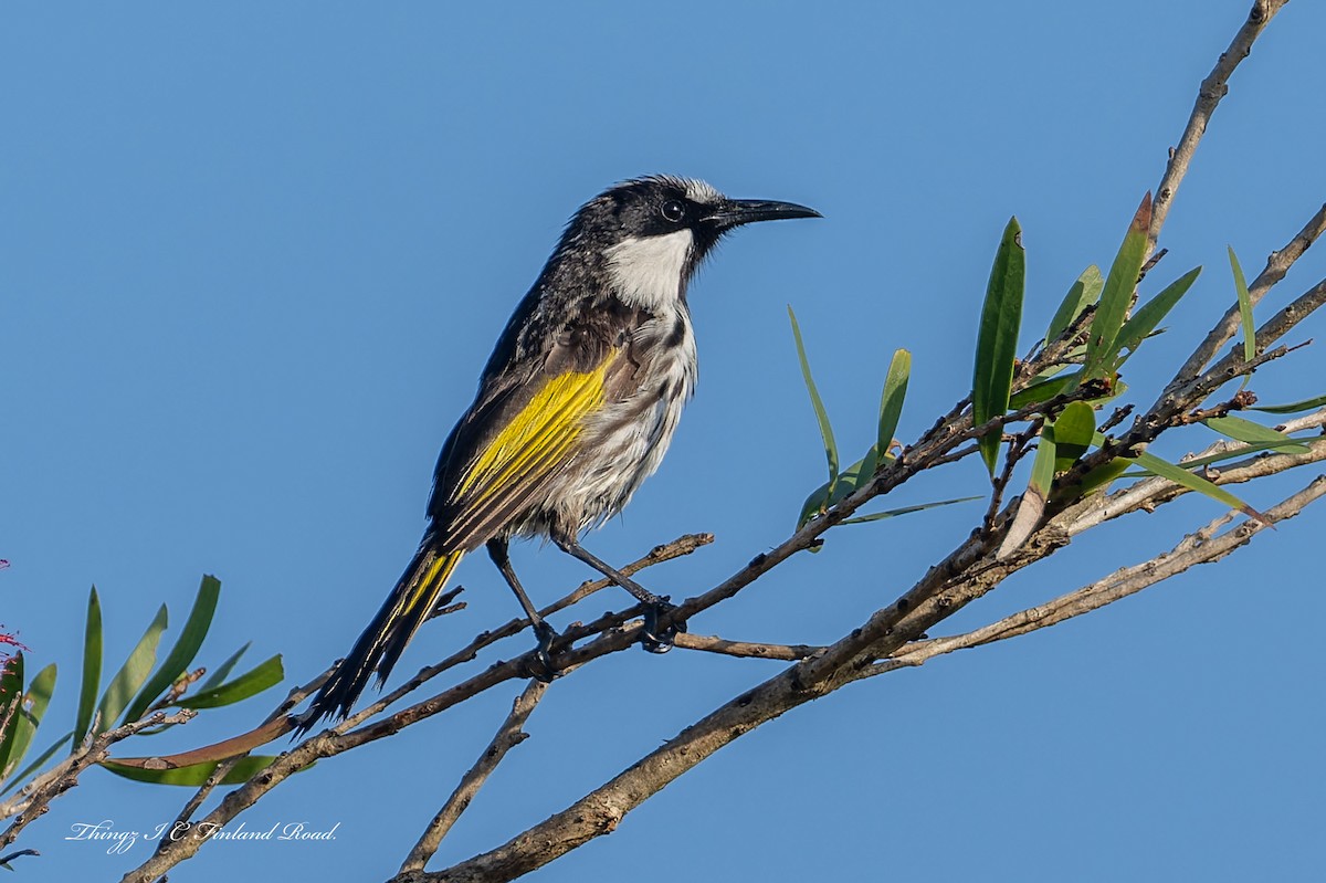 White-cheeked Honeyeater - ML642672094