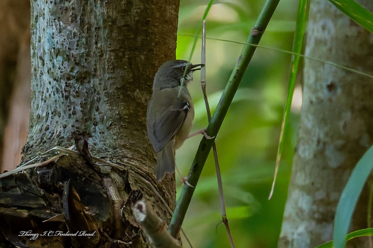 White-browed Scrubwren - ML642672097