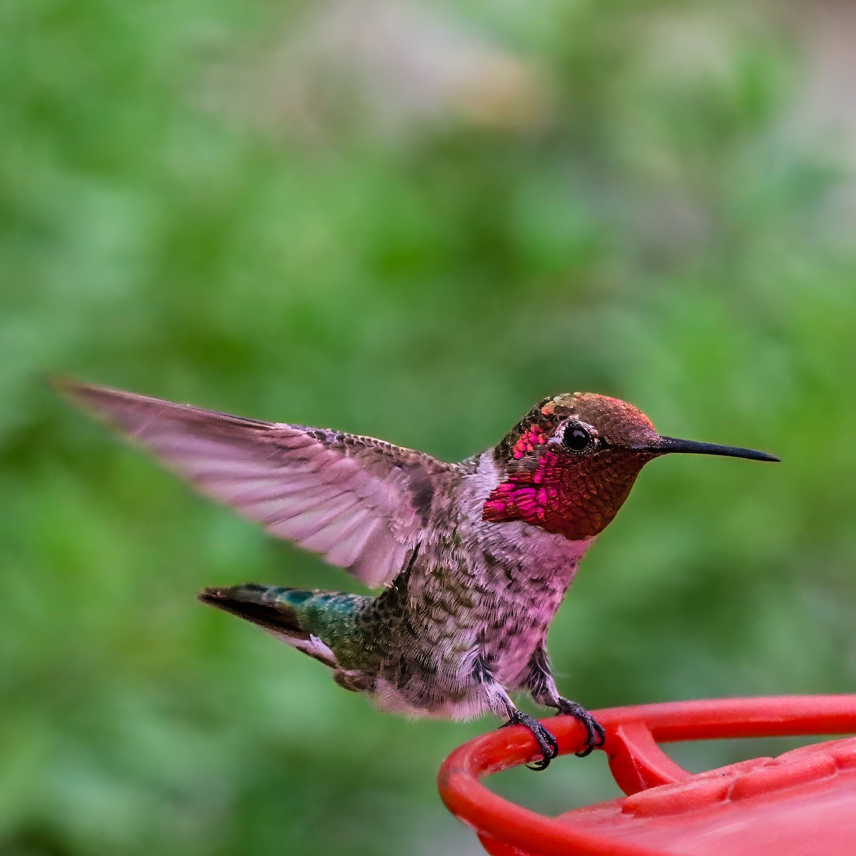 Anna's Hummingbird - ML642672098