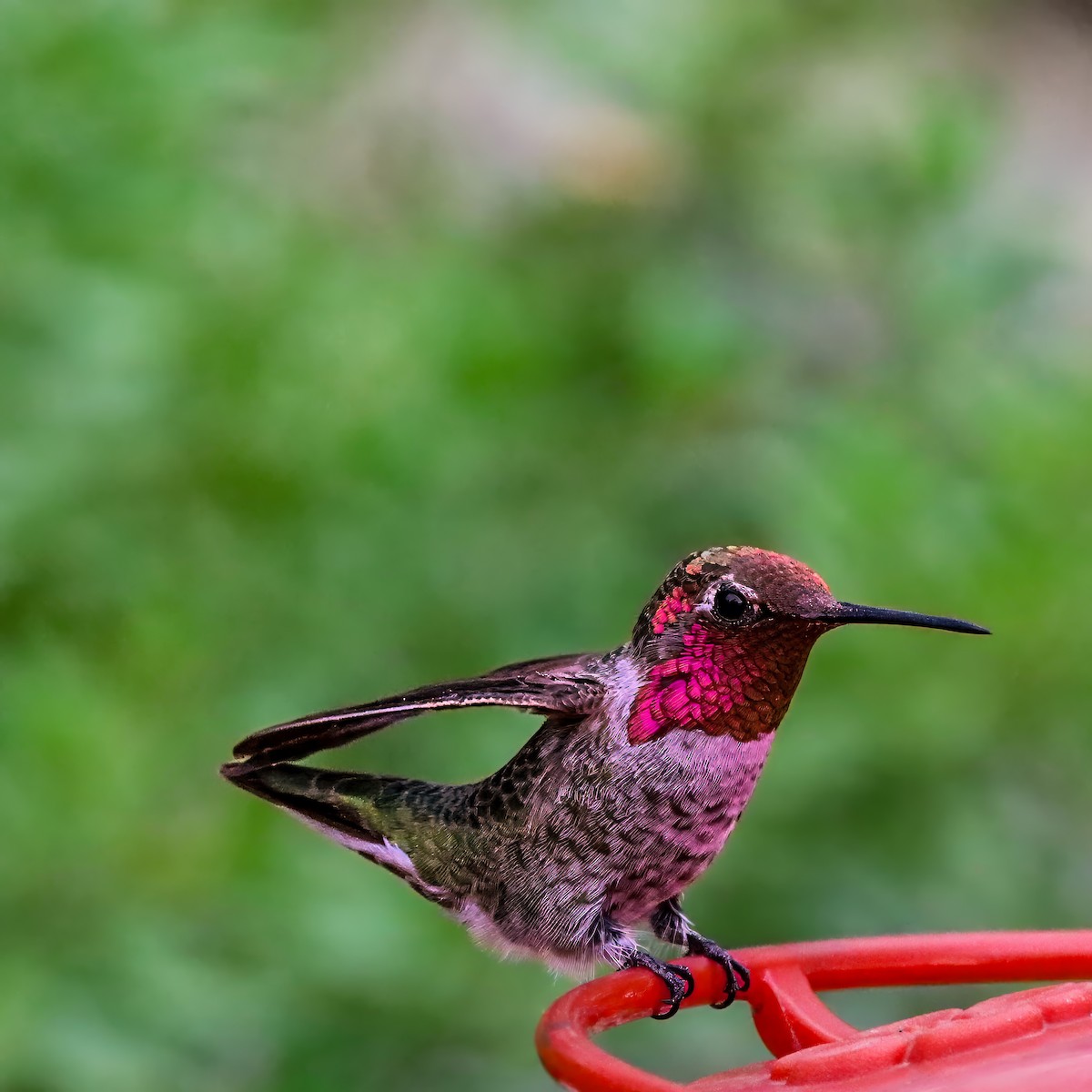 Anna's Hummingbird - ML642672099