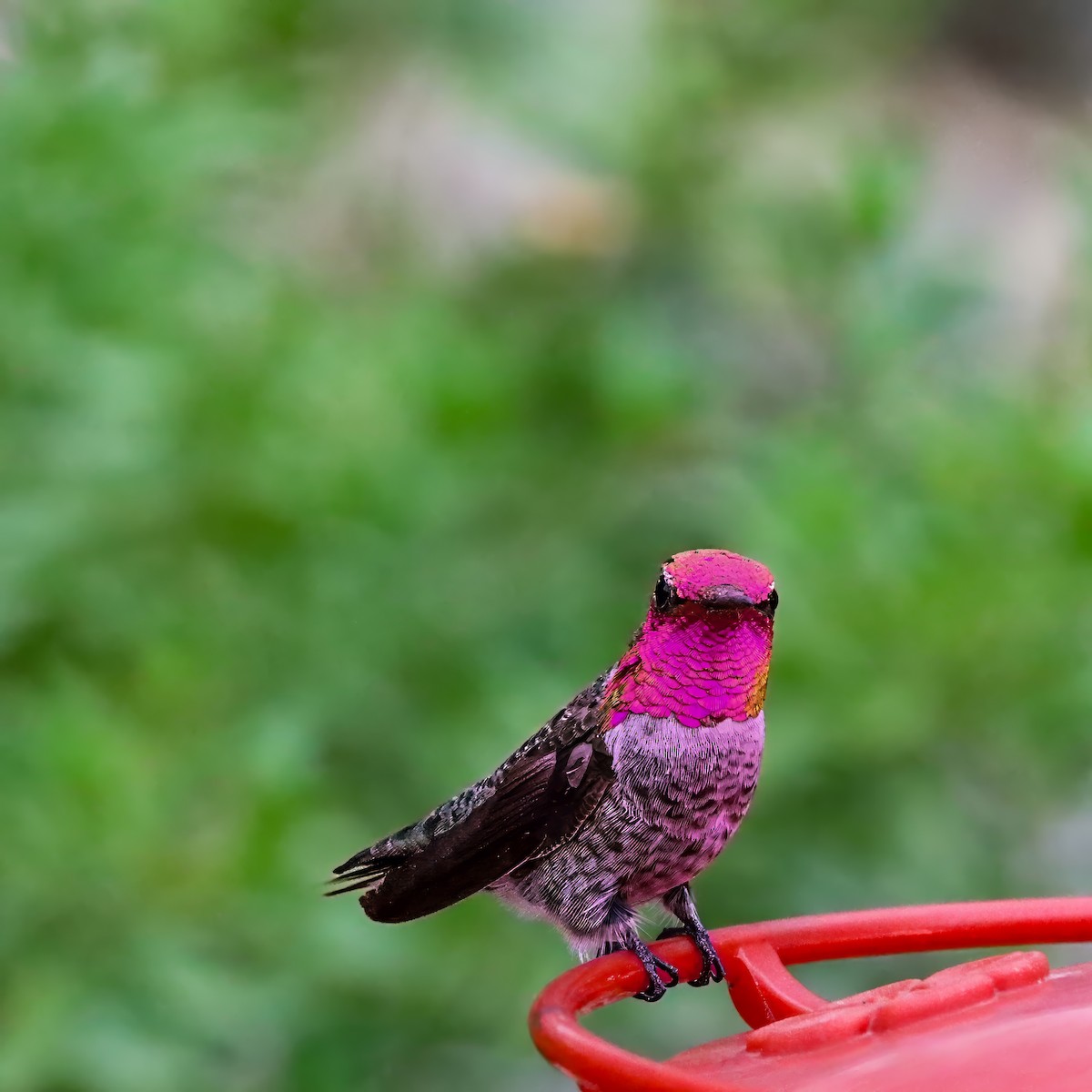 Anna's Hummingbird - ML642672100