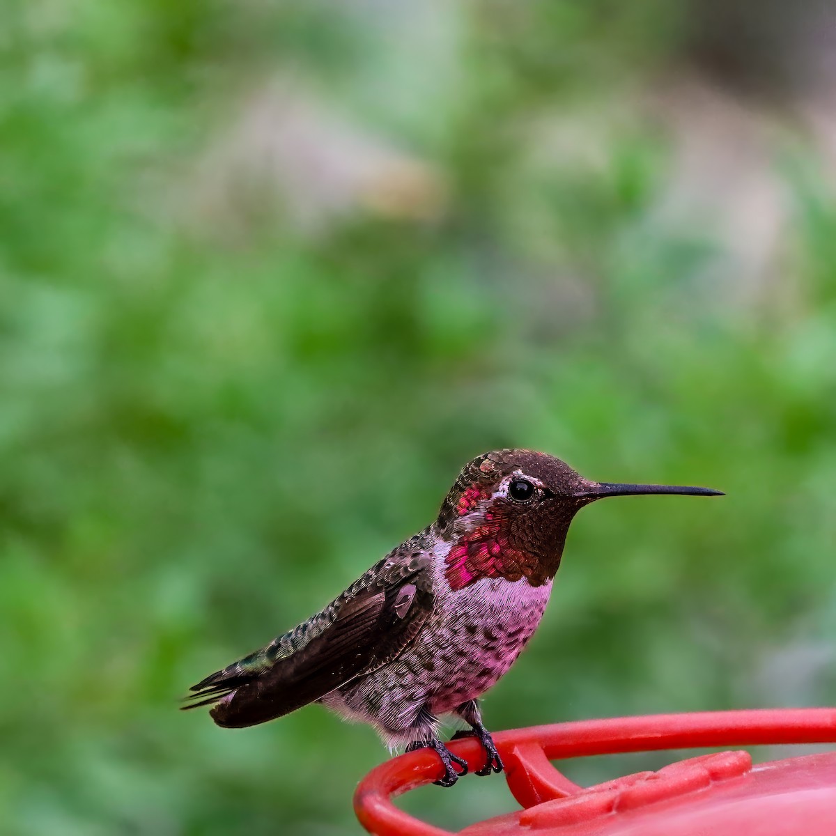 Anna's Hummingbird - ML642672101