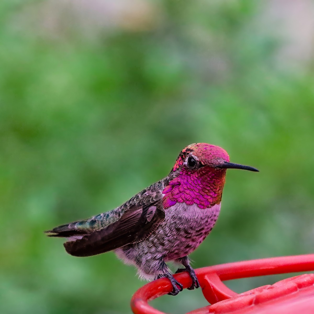 Anna's Hummingbird - ML642672102