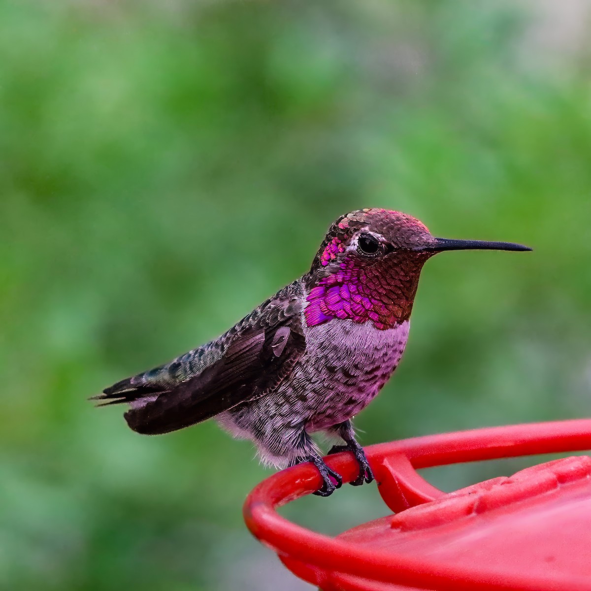 Anna's Hummingbird - ML642672103