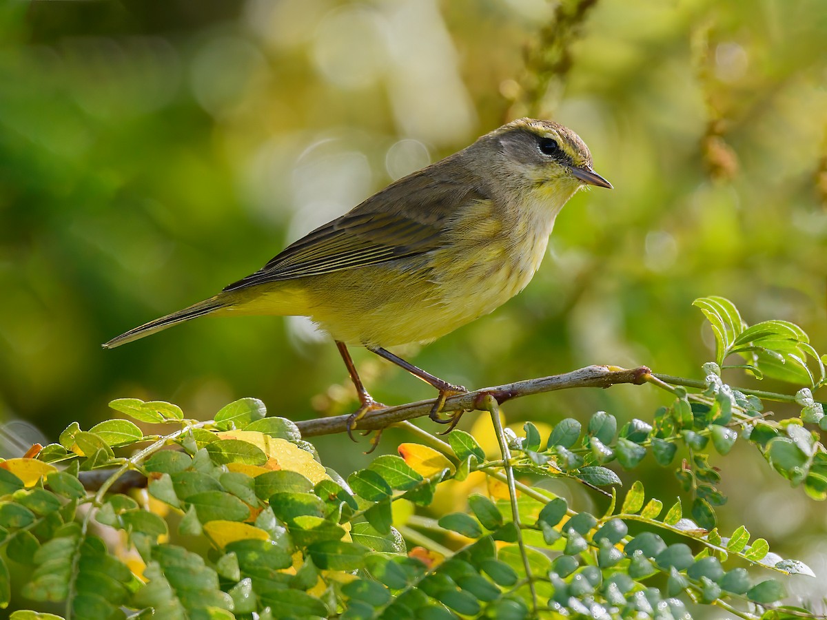 Palm Warbler - ML642672113
