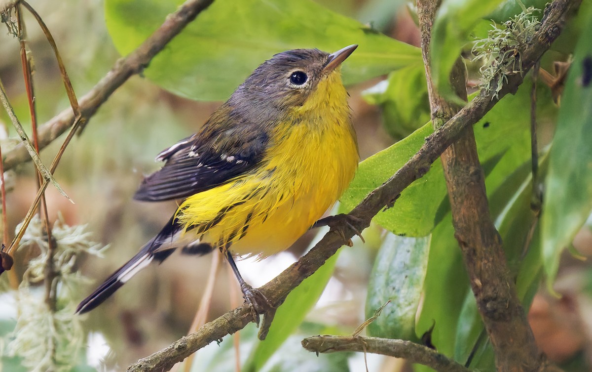 Magnolia Warbler - ML642672114