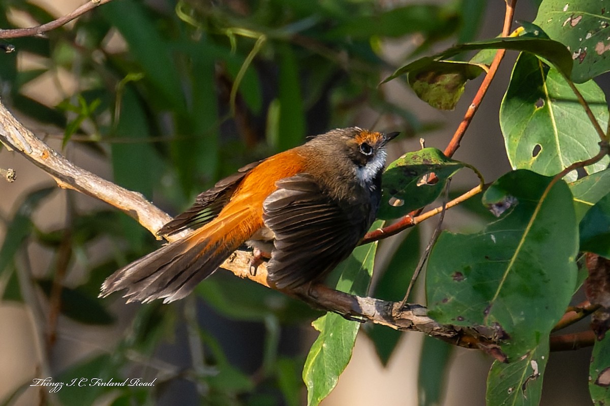 Australian Rufous Fantail - ML642672130