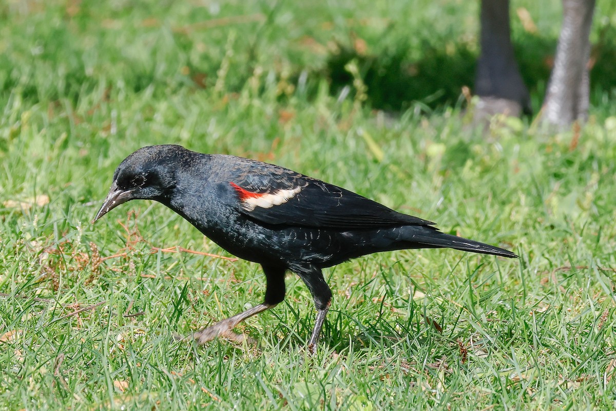 Tricolored Blackbird - ML642672150