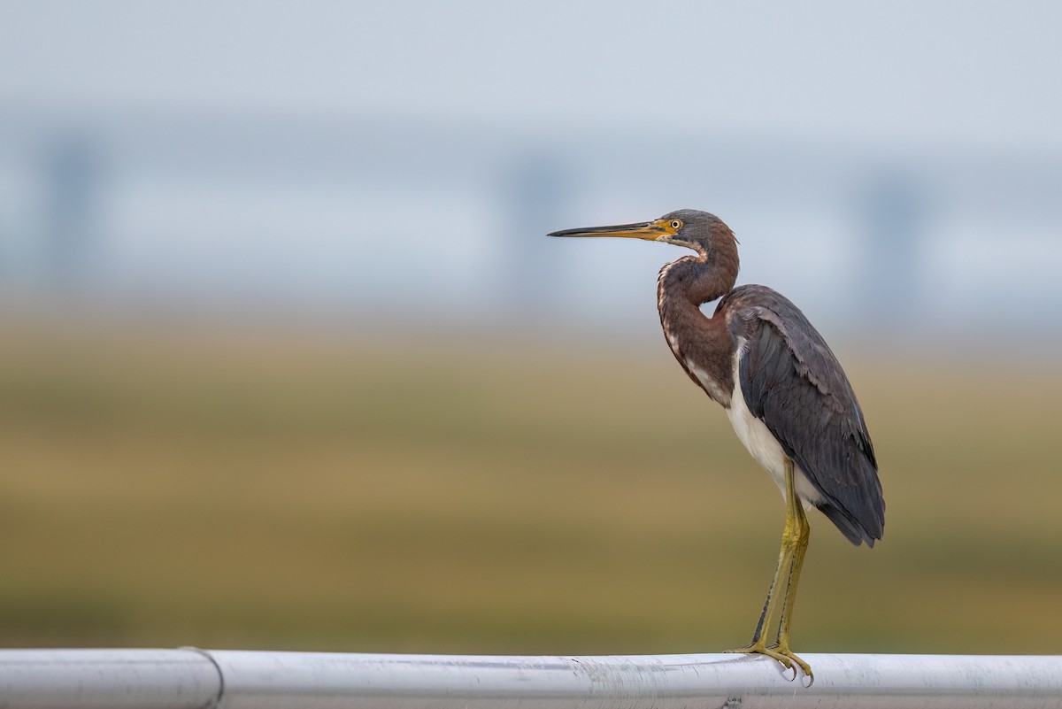 Tricolored Heron - ML642672177