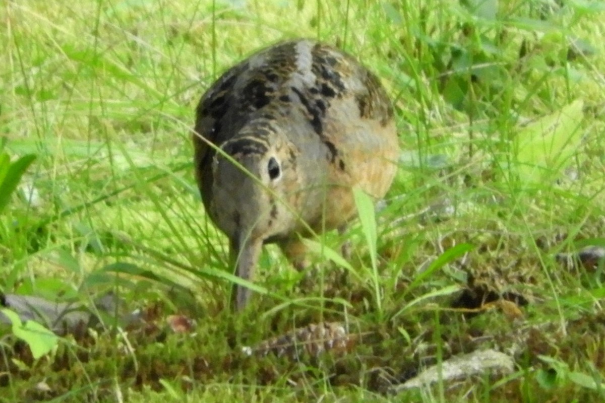American Woodcock - ML642672183