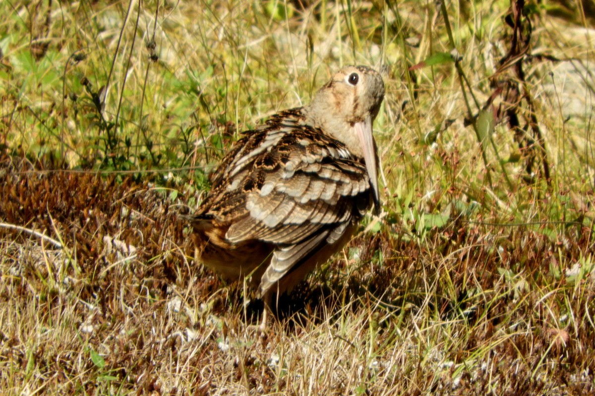 American Woodcock - ML642672184
