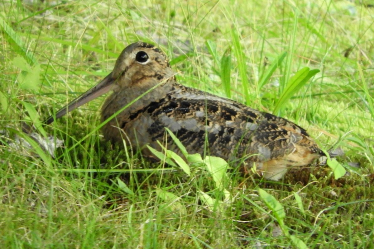 American Woodcock - ML642672185