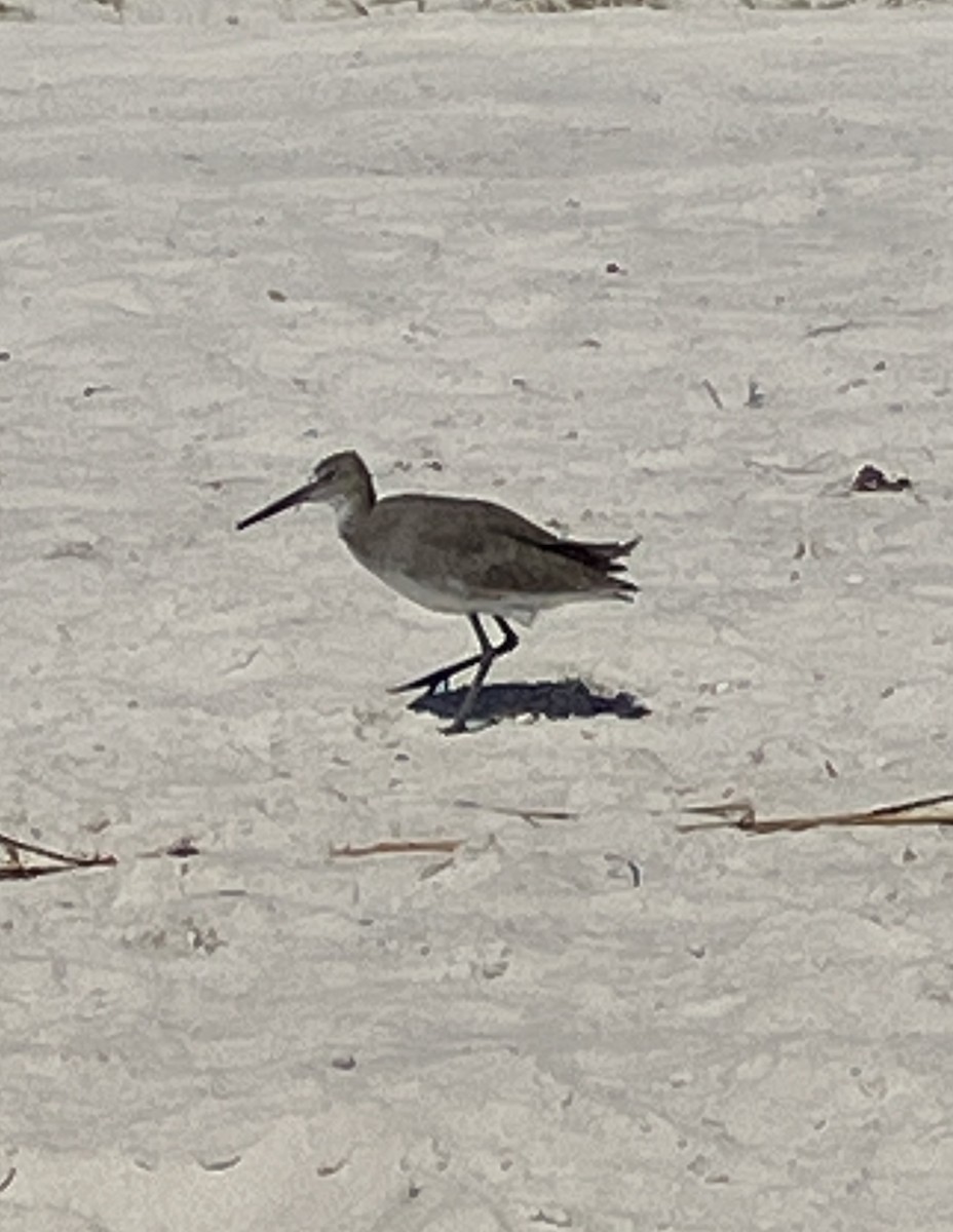 Willet - ML642672191