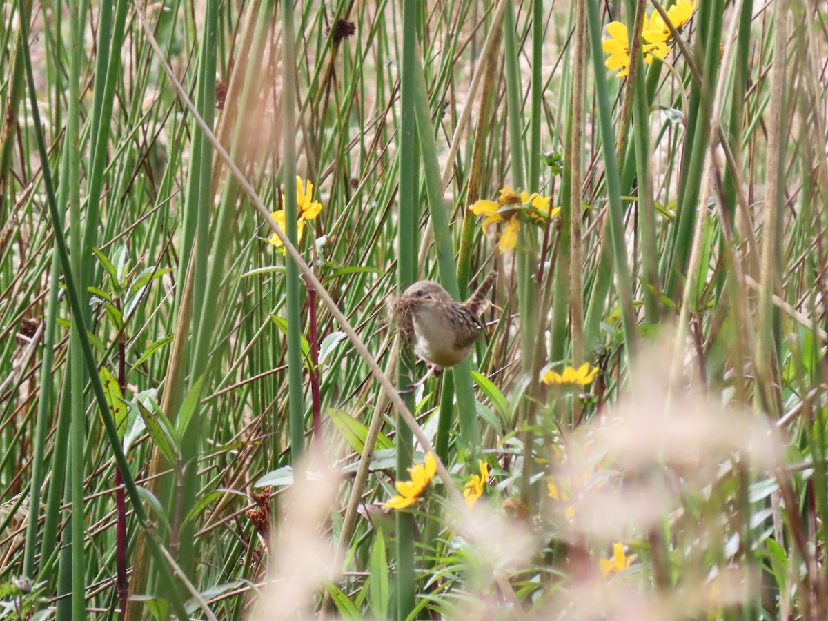 Apolinar's Wren - ML642672201