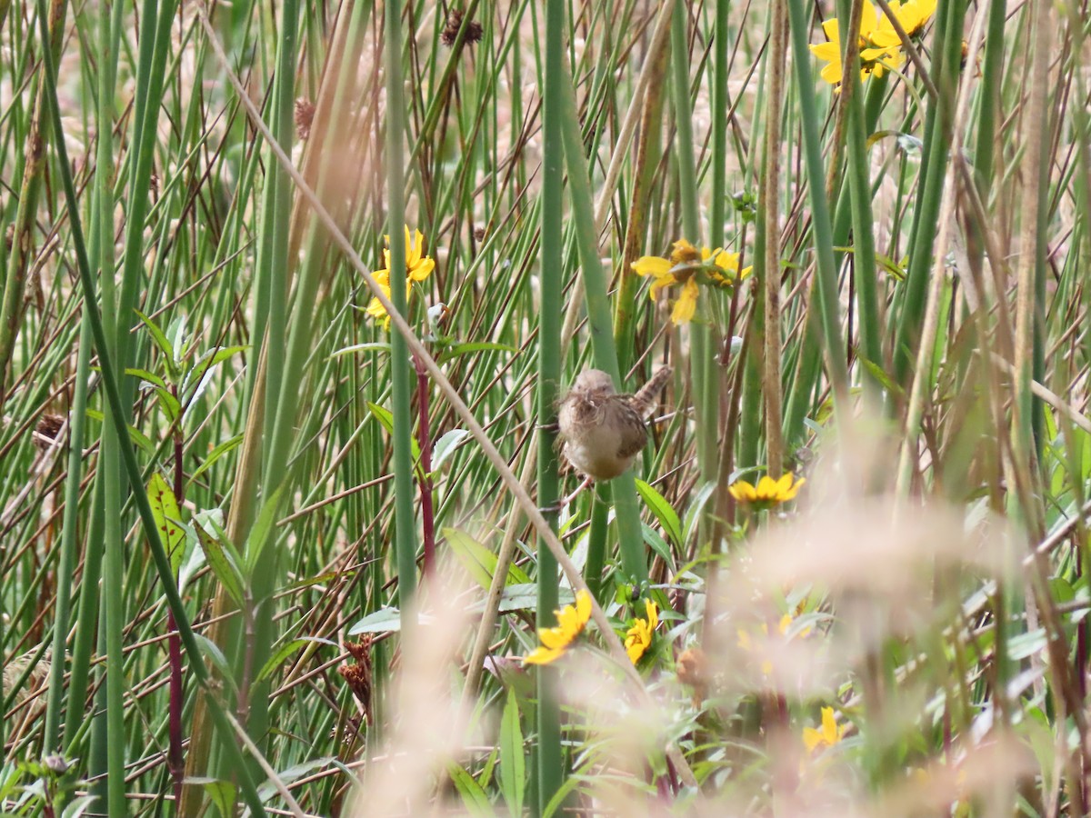 Apolinar's Wren - ML642672202