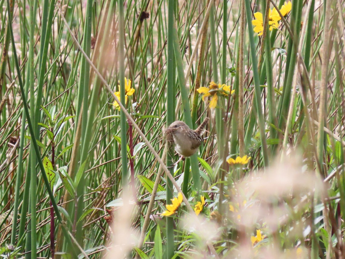 Apolinar's Wren - ML642672203