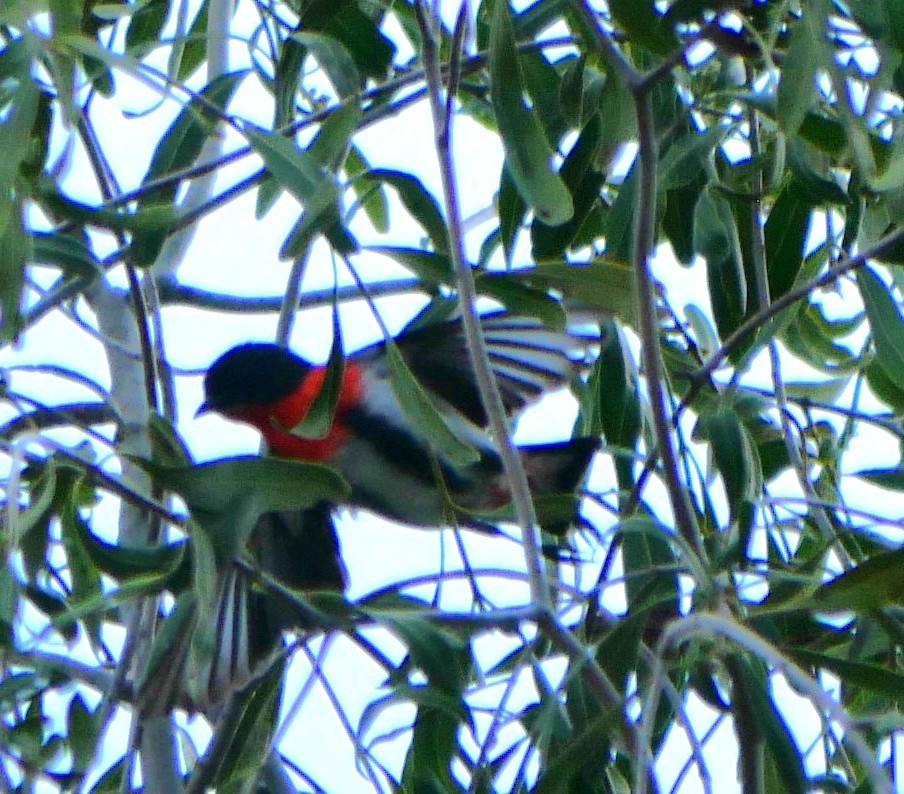 Mistletoebird - ML642672226