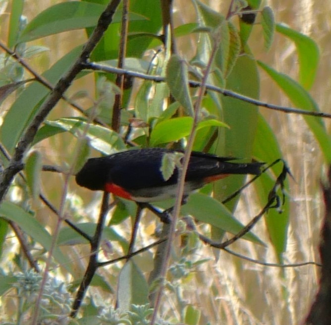 Mistletoebird - ML642672227