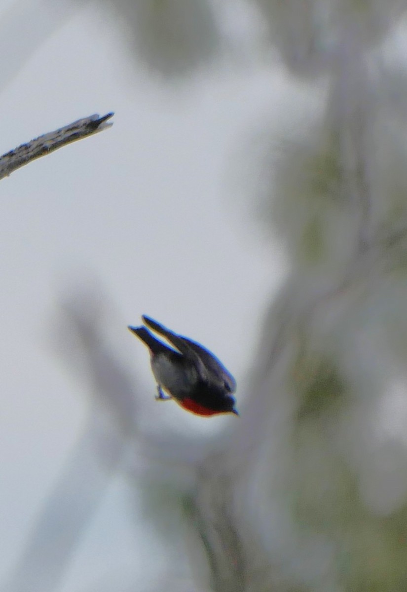 Mistletoebird - ML642672228
