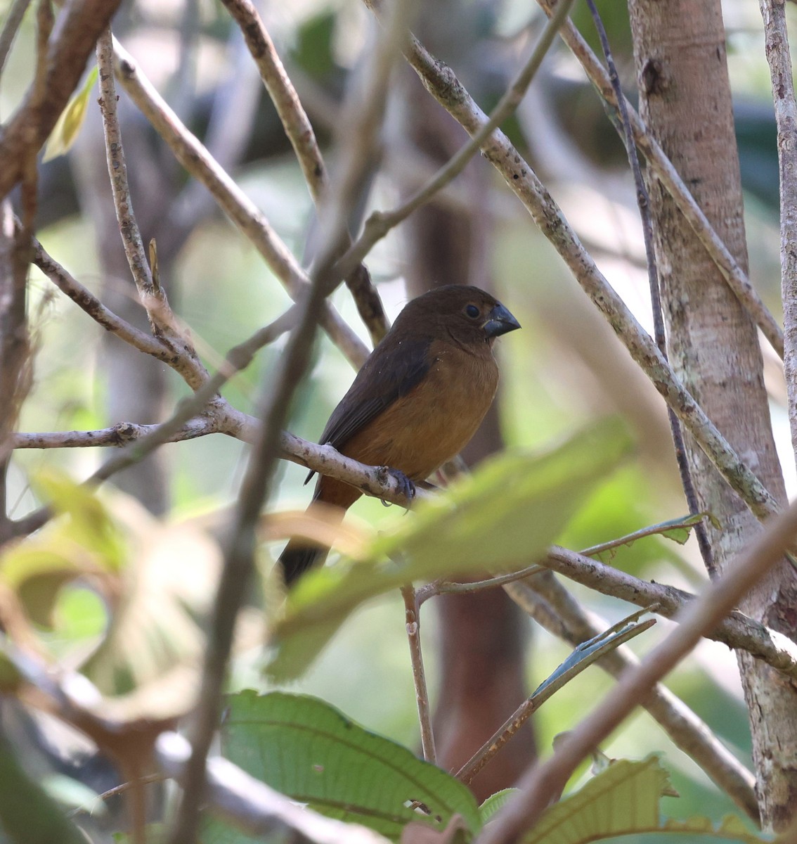 Chestnut-bellied Seed-Finch - ML642672243