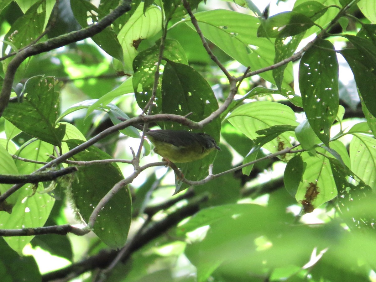Golden-crowned Warbler - ML642672245