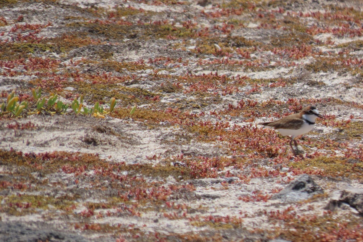 Collared Plover - ML642672247