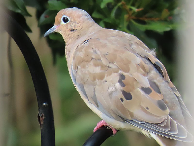 Mourning Dove - ML642672251