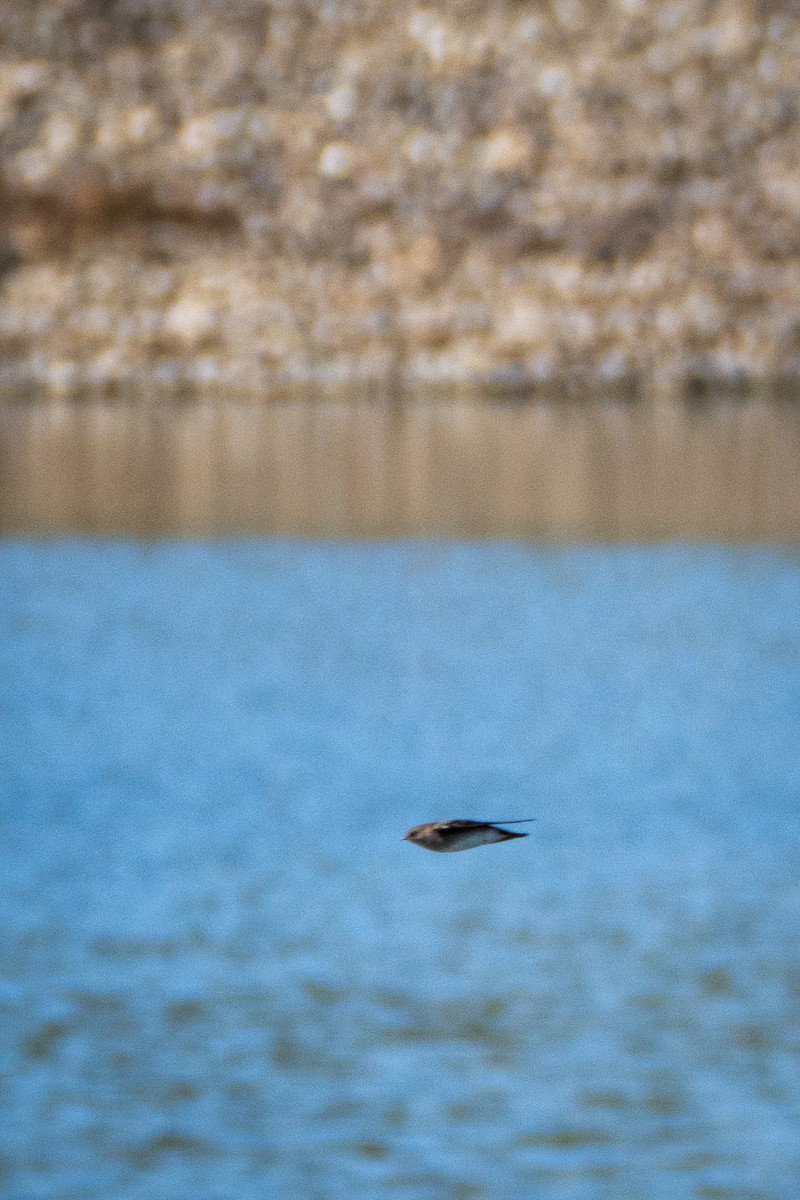 Northern Rough-winged Swallow - ML642672253