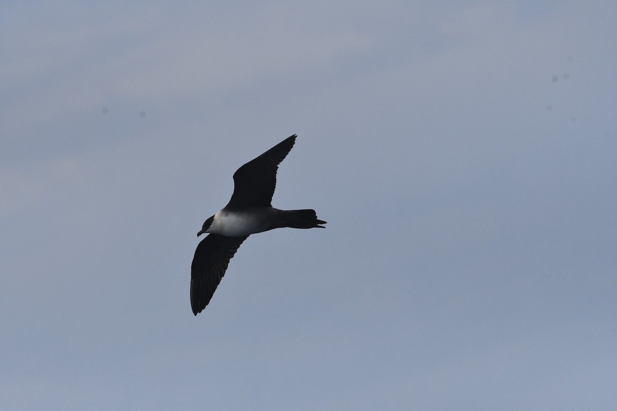 Long-tailed Jaeger - ML642672258
