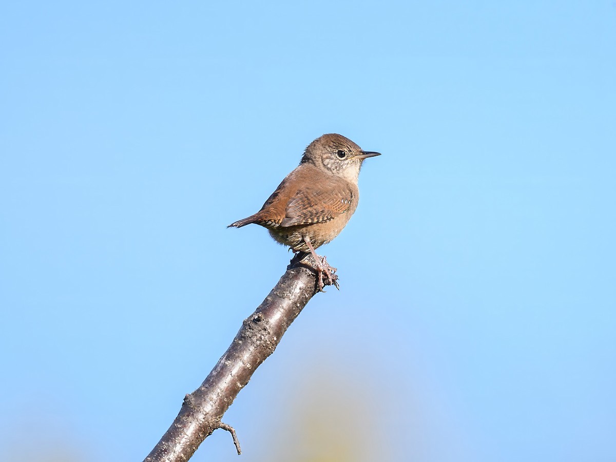 Northern House Wren - ML642672267