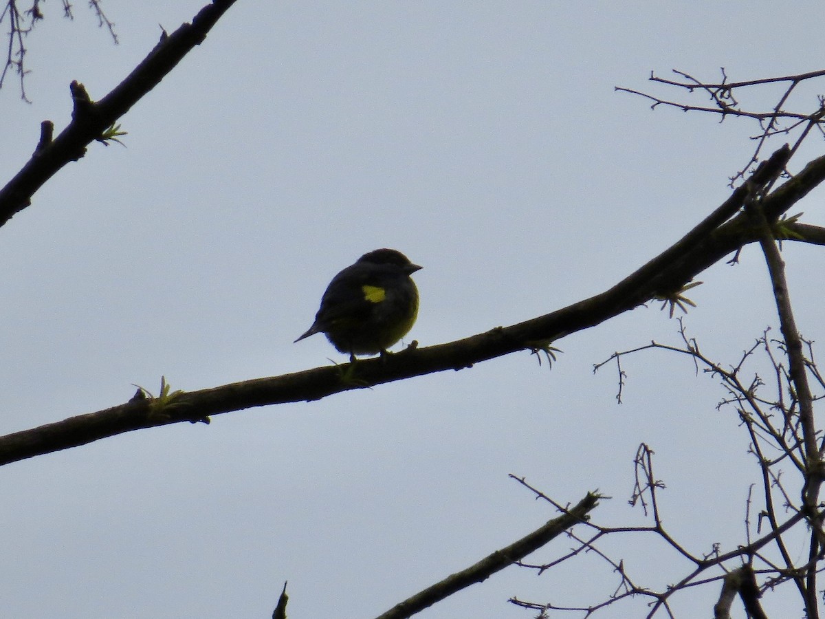 Yellow-bellied Siskin - ML642672269