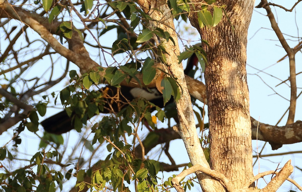 White-throated Piping-Guan - ML642672272