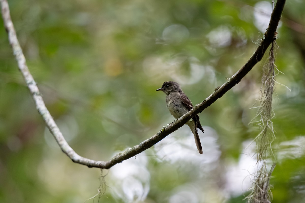 Eastern Wood-Pewee - ML642672299